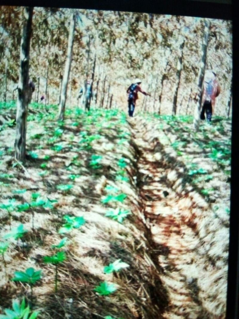 云南文山红三七产地直销选货