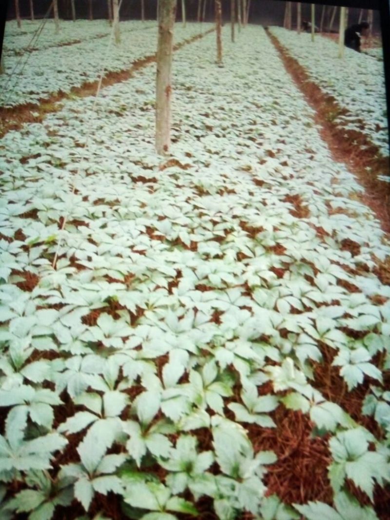 云南文山红三七产地直销选货