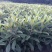 枇杷树苗30~50cm