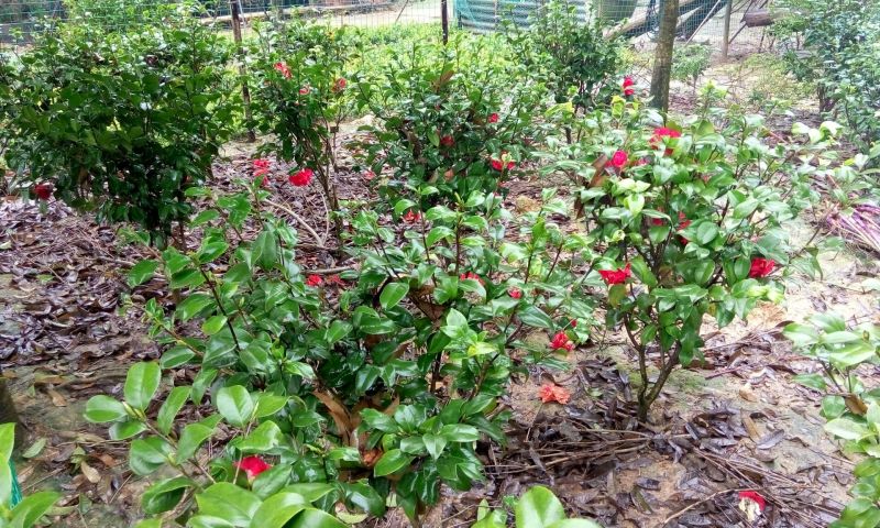 茶花苗100cm，当年种植可开花，农户直销。
