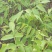 川早核桃苗一年苗50~100cm