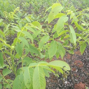 川早核桃苗一年苗50~100cm
