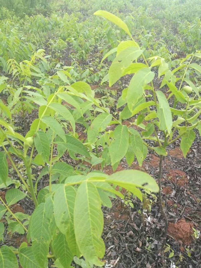 川早核桃苗一年苗50~100cm