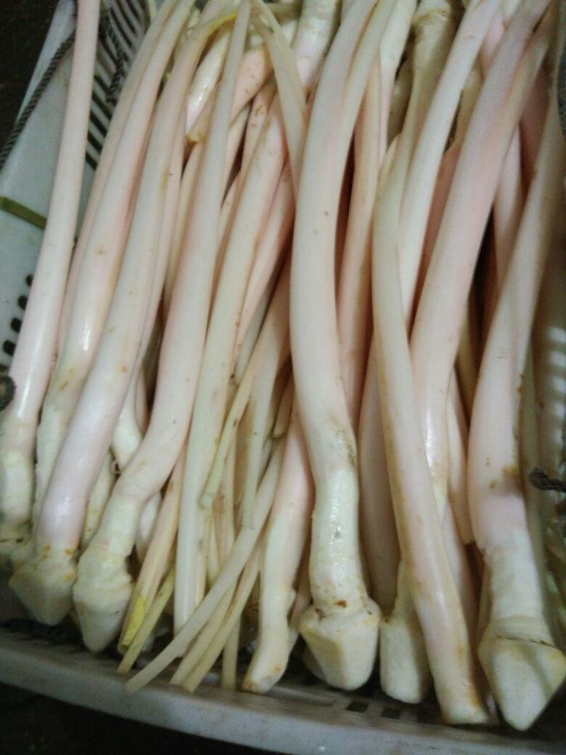 【精品芋芽菜】特色菜，高端特色食材，专业生产销售
