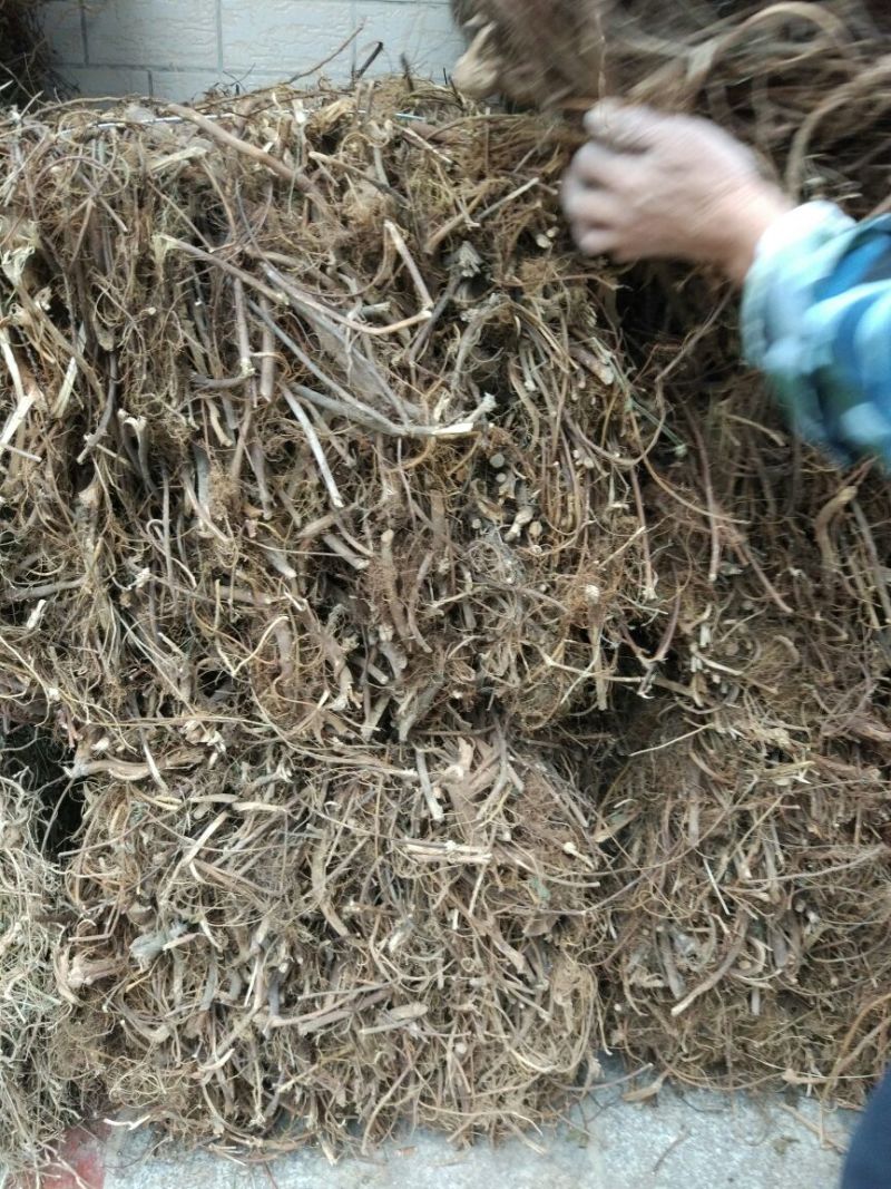牛奶根其气味清香，性质温和