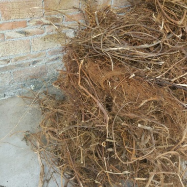 牛奶根其气味清香，性质温和
