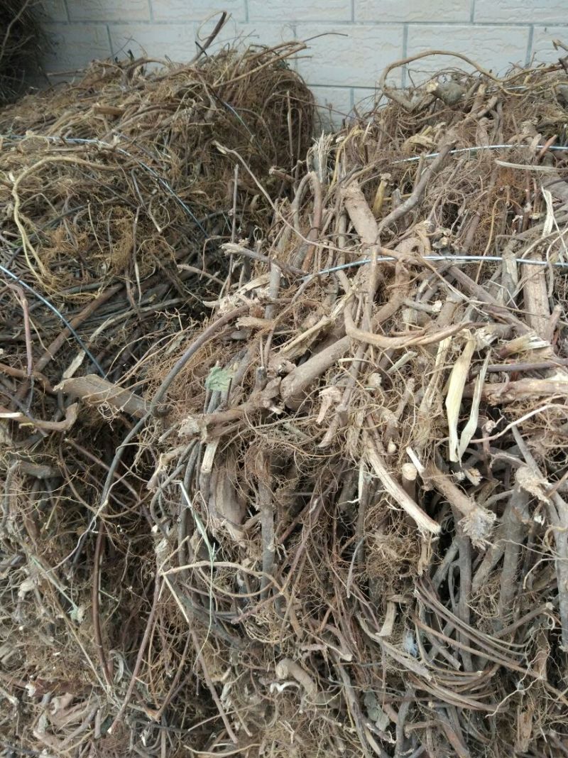 牛奶根其气味清香，性质温和