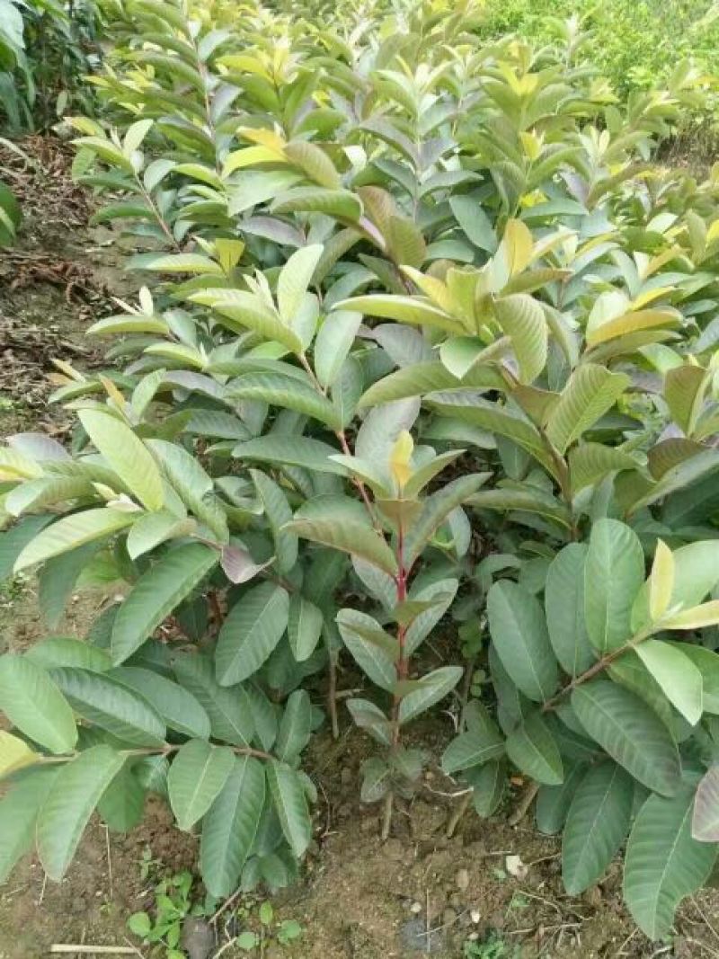 番石榴苗50~80cm