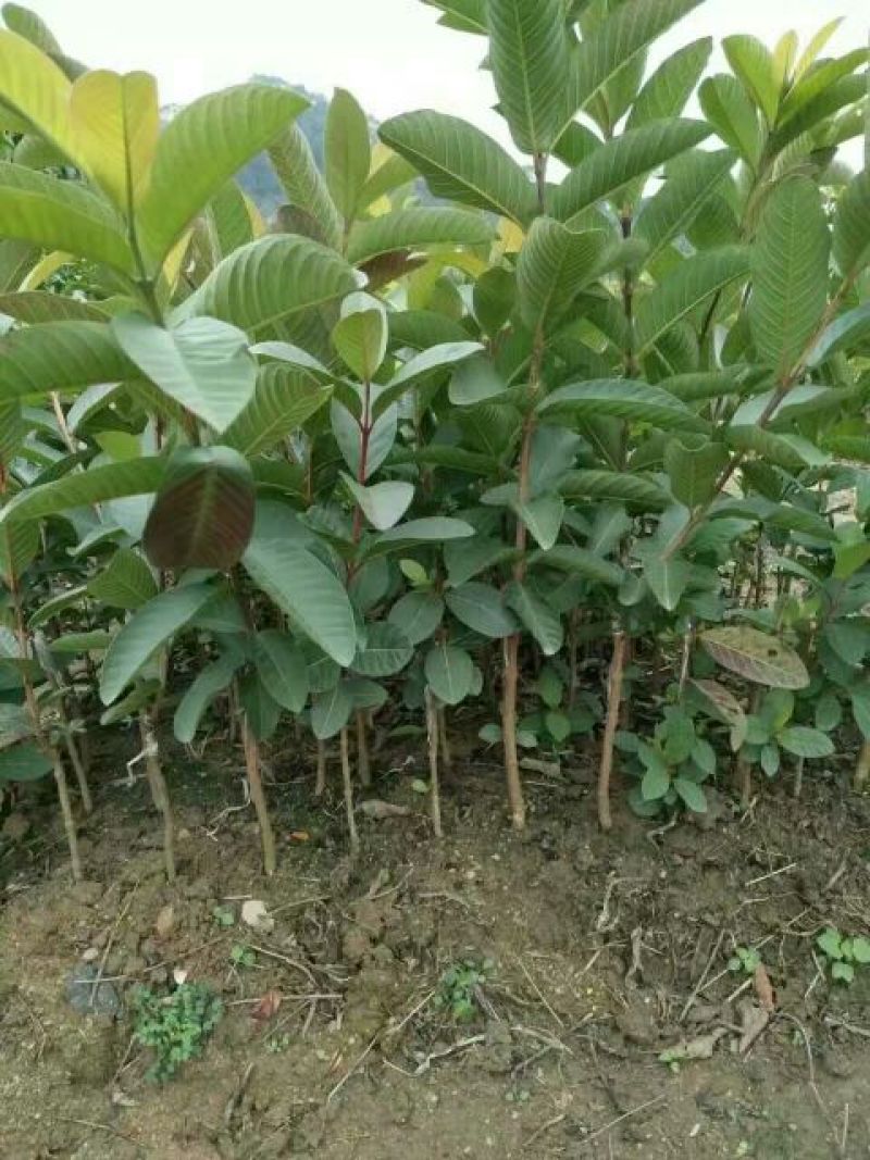 番石榴苗50~80cm