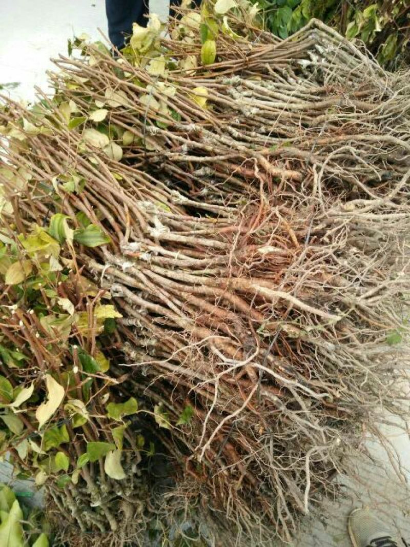 青枣苗30~50cm