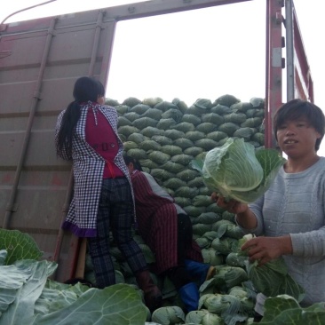 供应京丰甘蓝平包鬼得白莲花白大量上市，质量好，色泽好