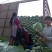 供应京丰甘蓝平包鬼得白莲花白大量上市，质量好，色泽好