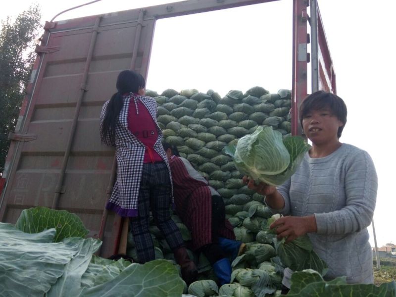 供应京丰甘蓝平包鬼得白莲花白大量上市，质量好，色泽好