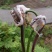 蕨菜