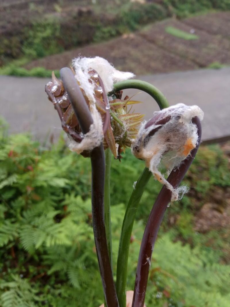 蕨菜