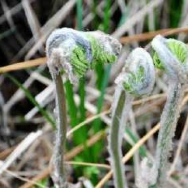 蕨菜