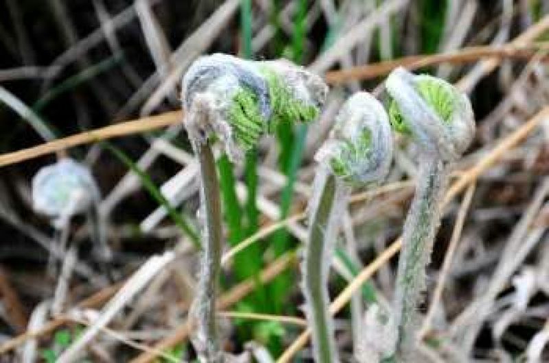 蕨菜