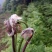蕨菜