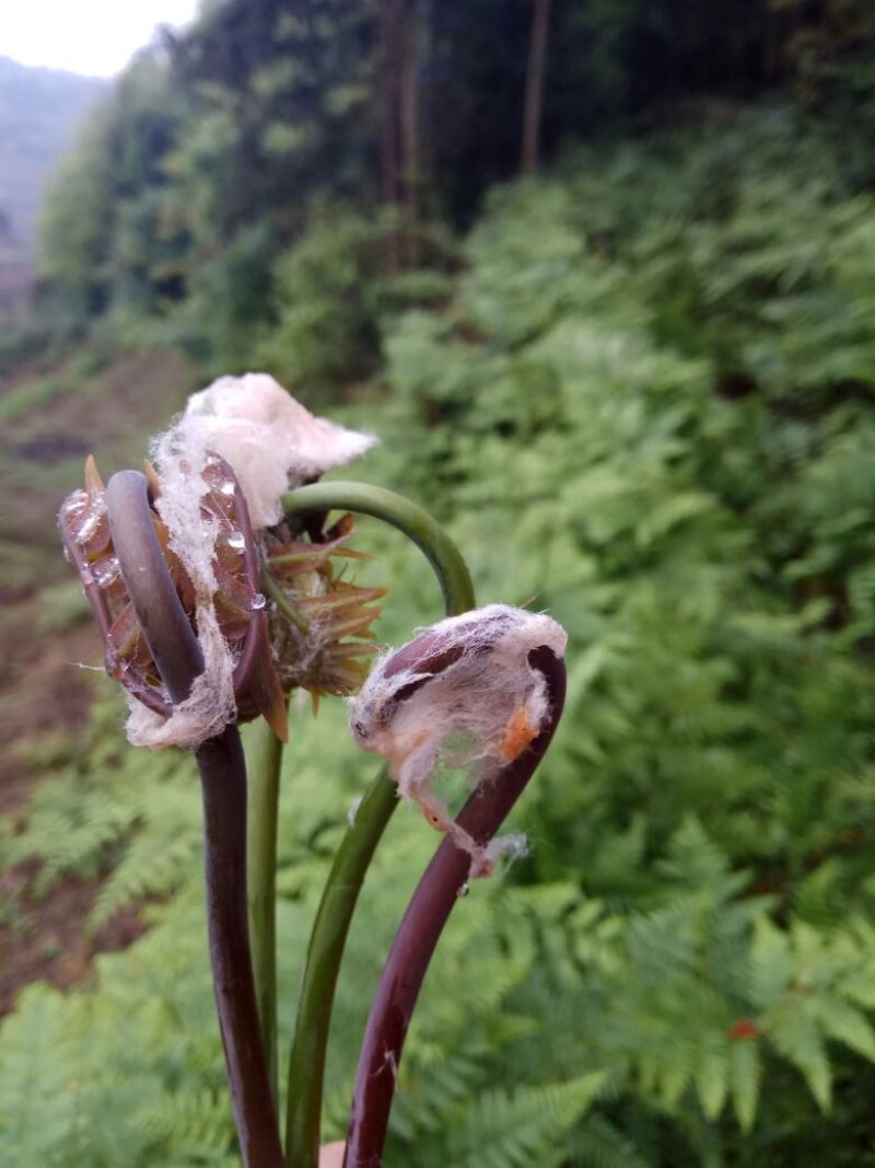 蕨菜