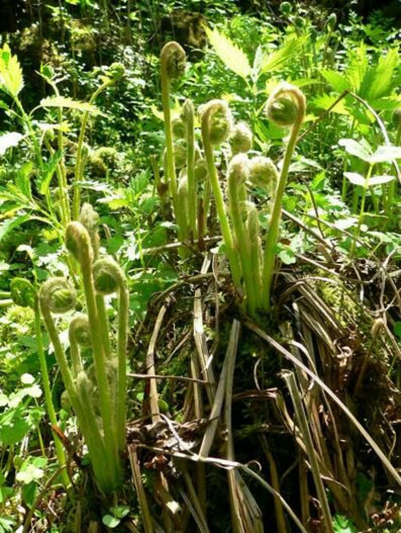 龙爪菜