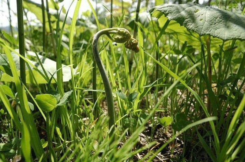 龙爪菜