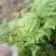 龙爪菜