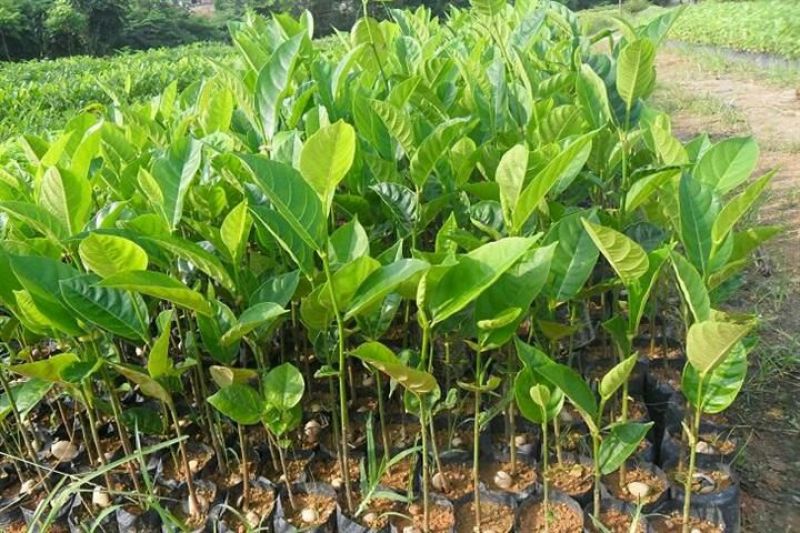 菠萝蜜树树苗嫁接红肉菠萝蜜树苗黄肉干苞果