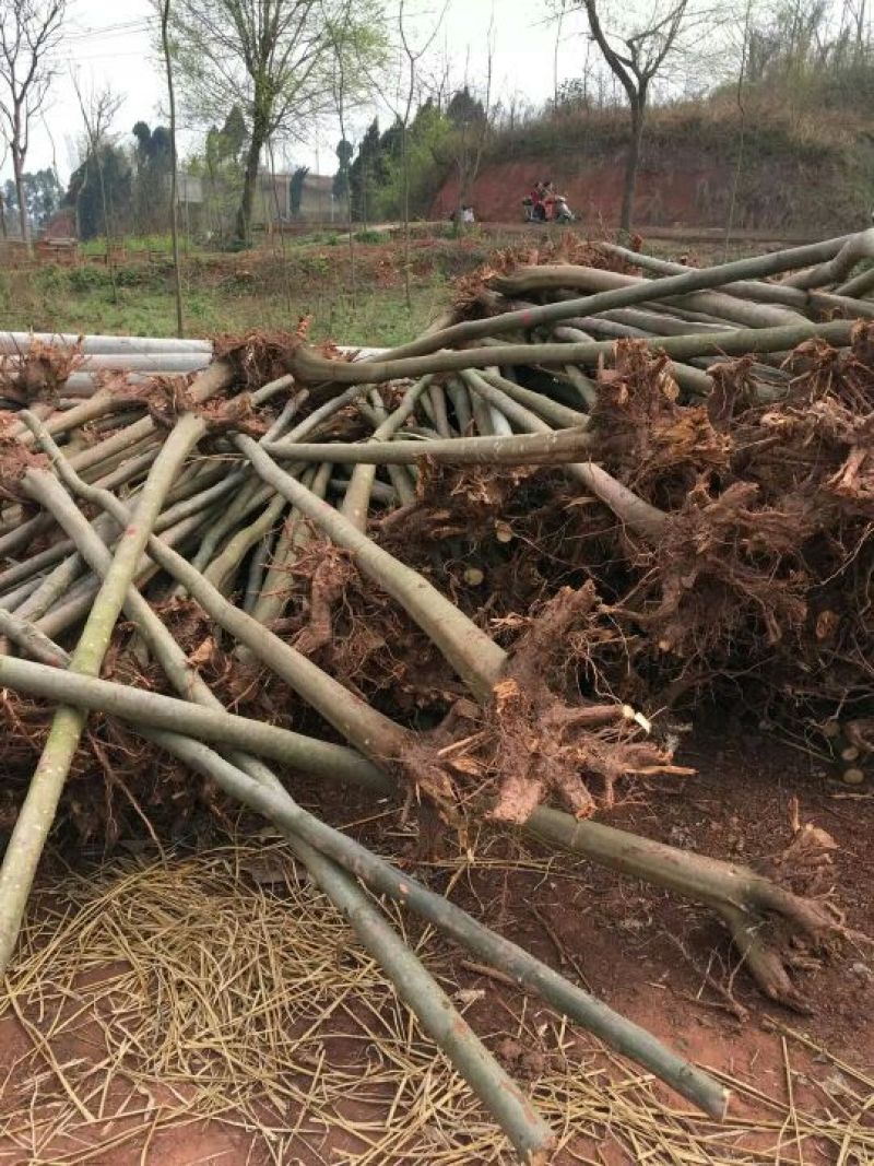 栾树8~10cm8~10cm4米以上