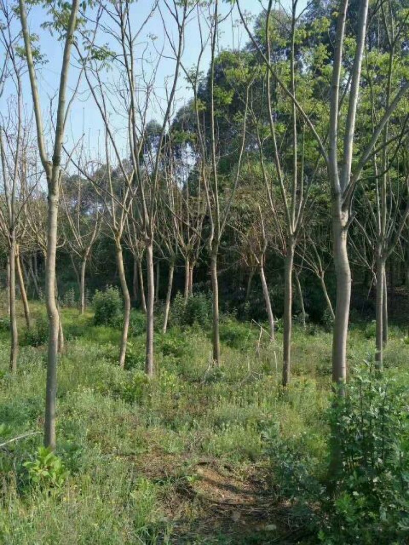 栾树8~10cm8~10cm4米以上