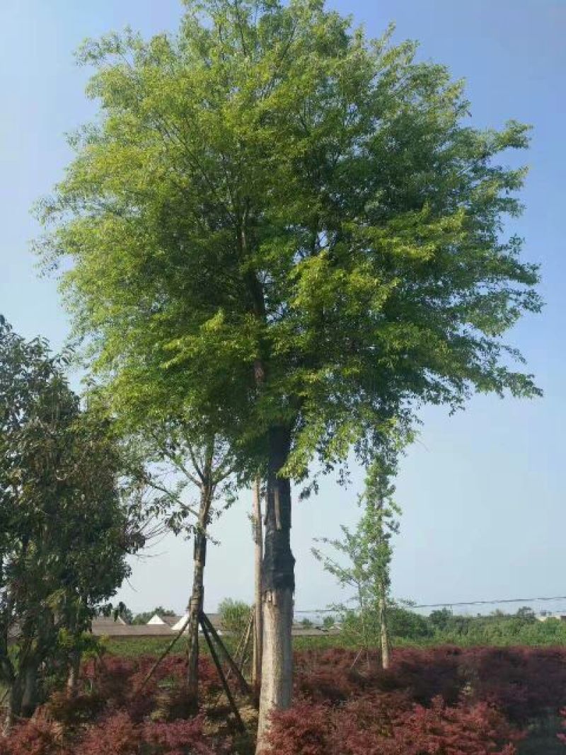 朴树10cm以下8~10cm