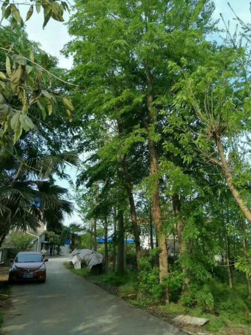 朴树10cm以下8~10cm