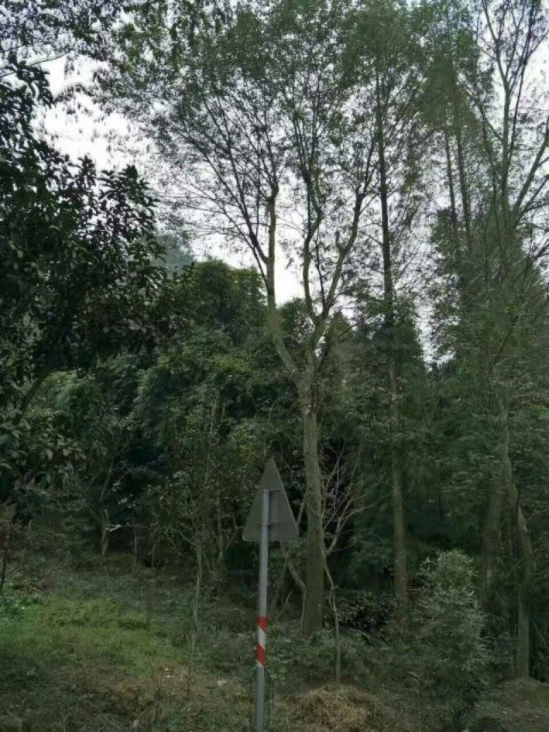 朴树10cm以下8~10cm