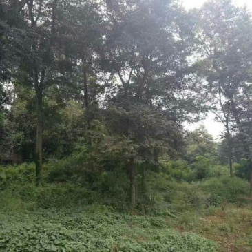 朴树10cm以下8~10cm