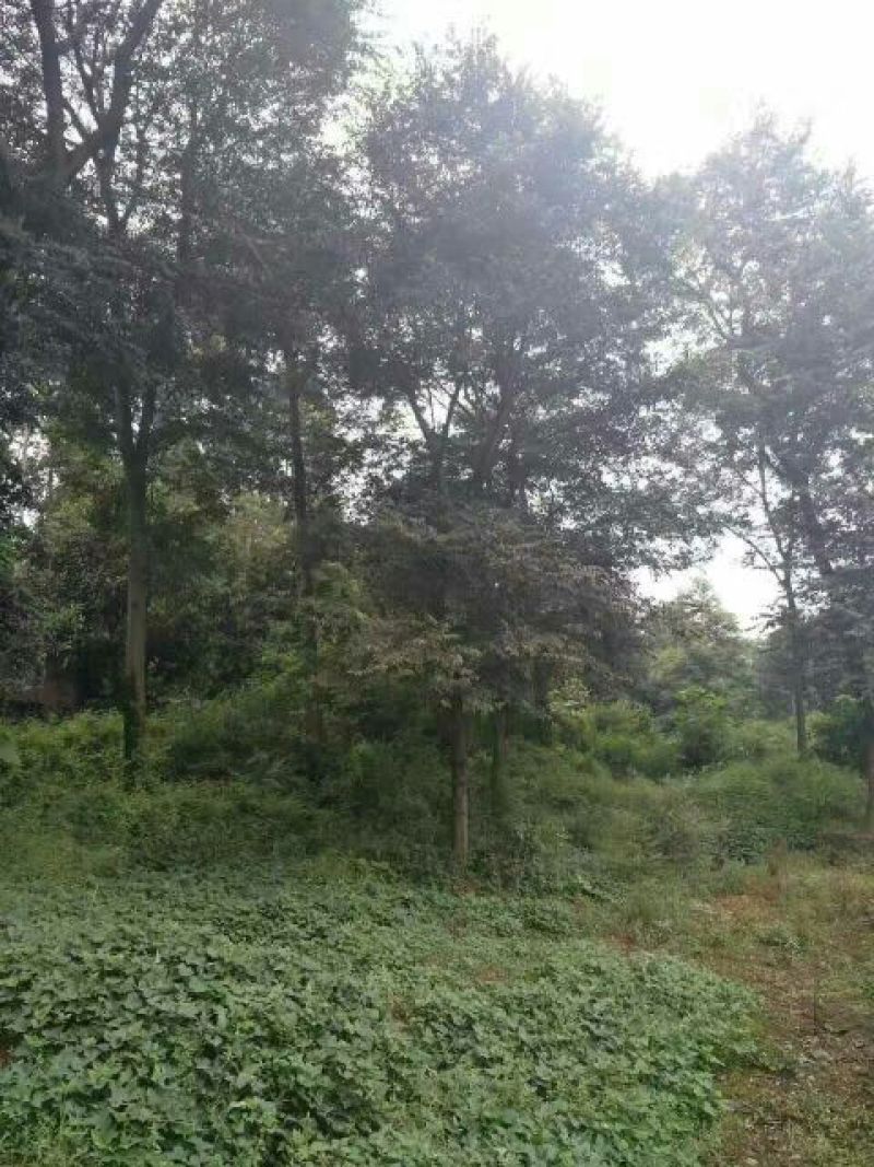 朴树10cm以下8~10cm