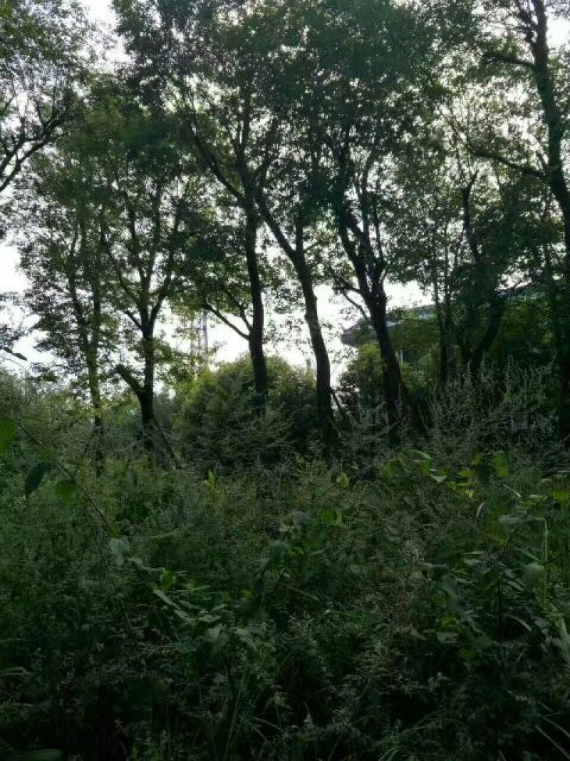 朴树10cm以下8~10cm