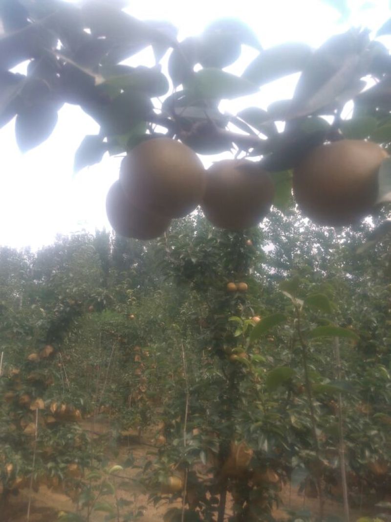 晚秋黄梨无公害绿色食品