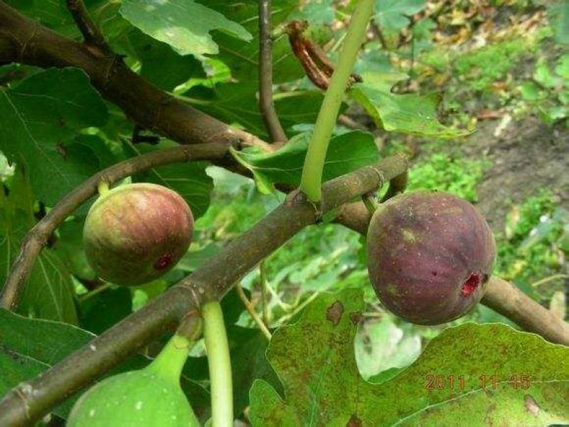 玛斯义陶芬无花果苗基地。。。直销欢迎选购