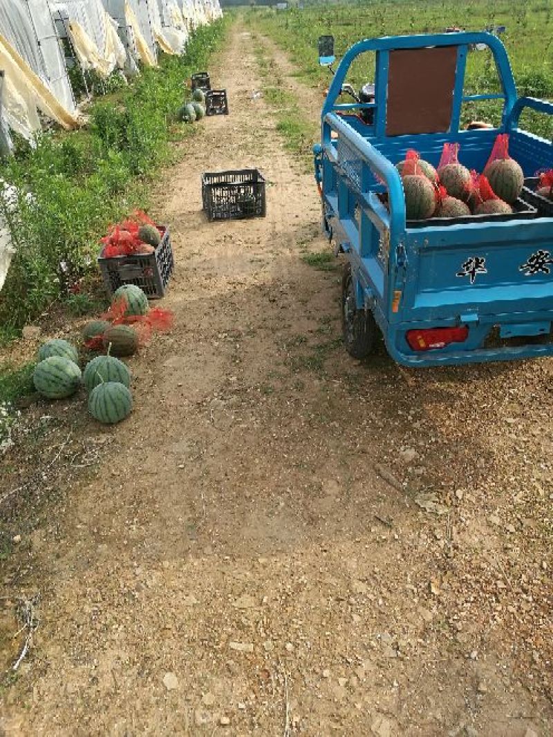 花麒麟西瓜8斤打底9成熟1茬