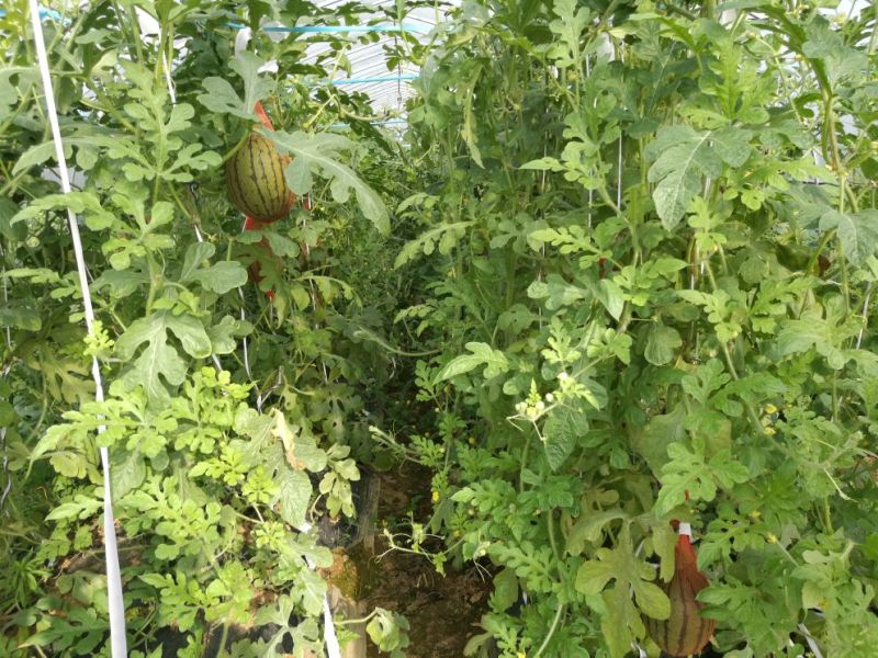 花麒麟西瓜8斤打底9成熟1茬