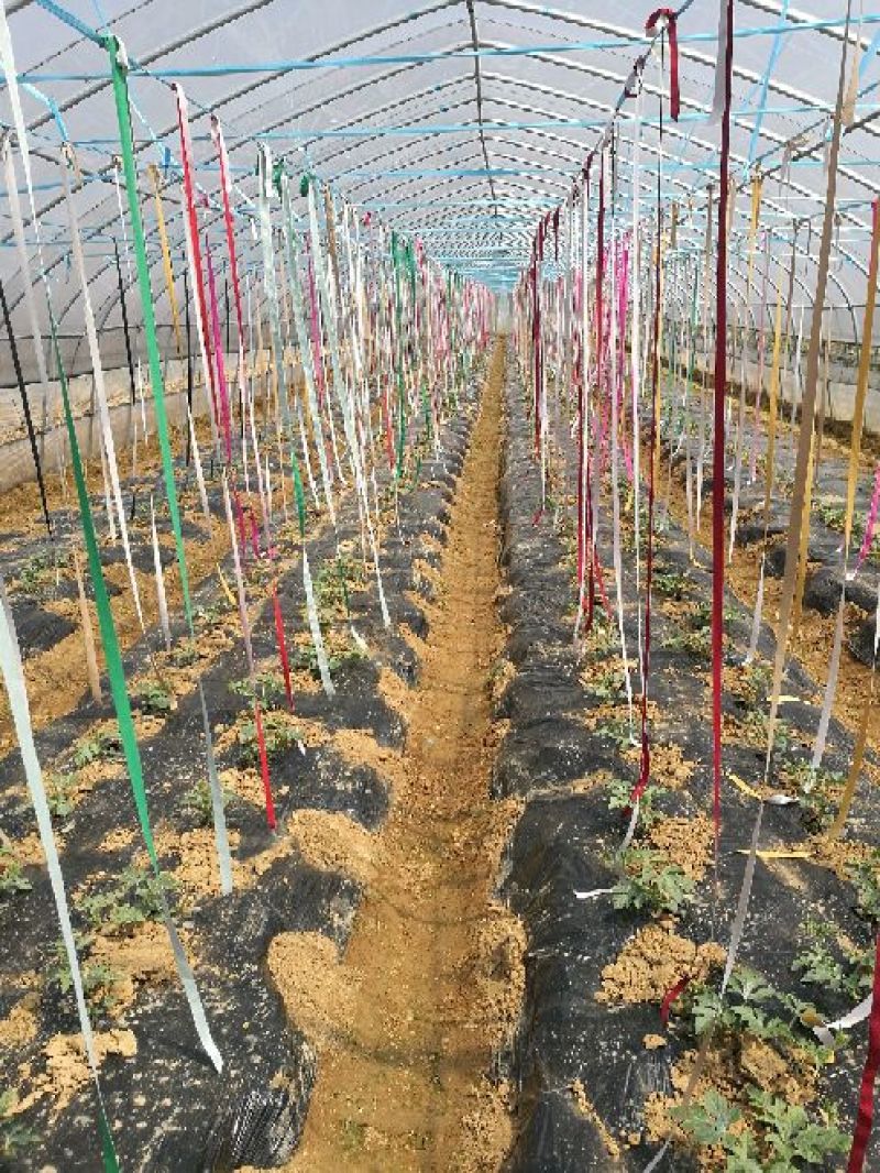 花麒麟西瓜8斤打底9成熟1茬
