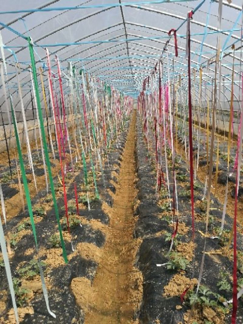 花麒麟西瓜8斤打底9成熟1茬