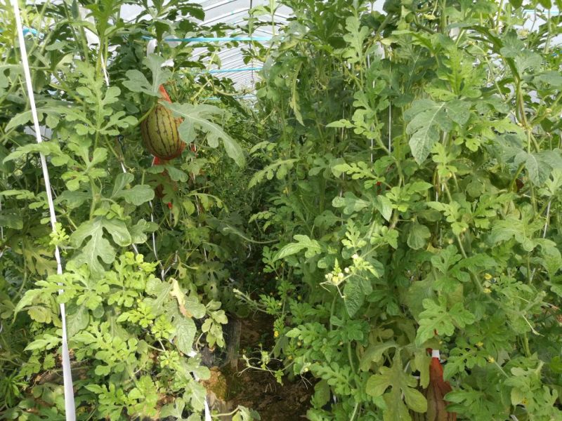 花麒麟西瓜8斤打底9成熟1茬