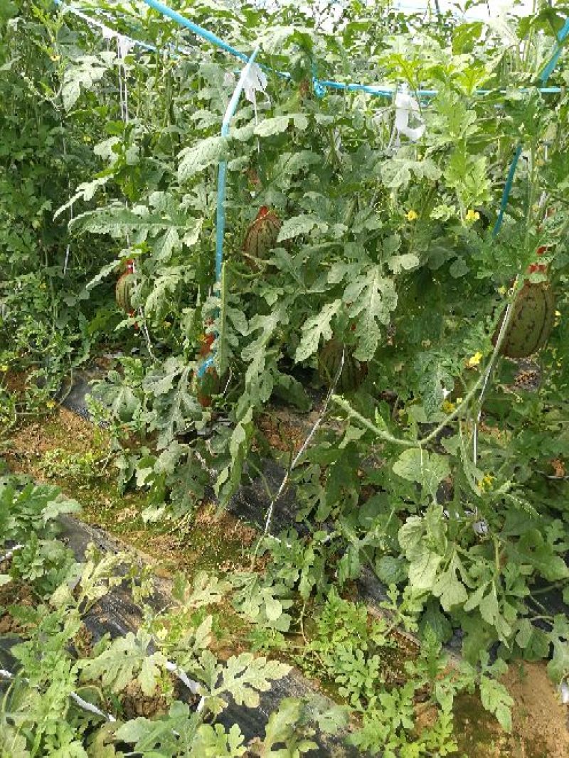 花麒麟西瓜8斤打底9成熟1茬