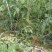 花麒麟西瓜8斤打底9成熟1茬