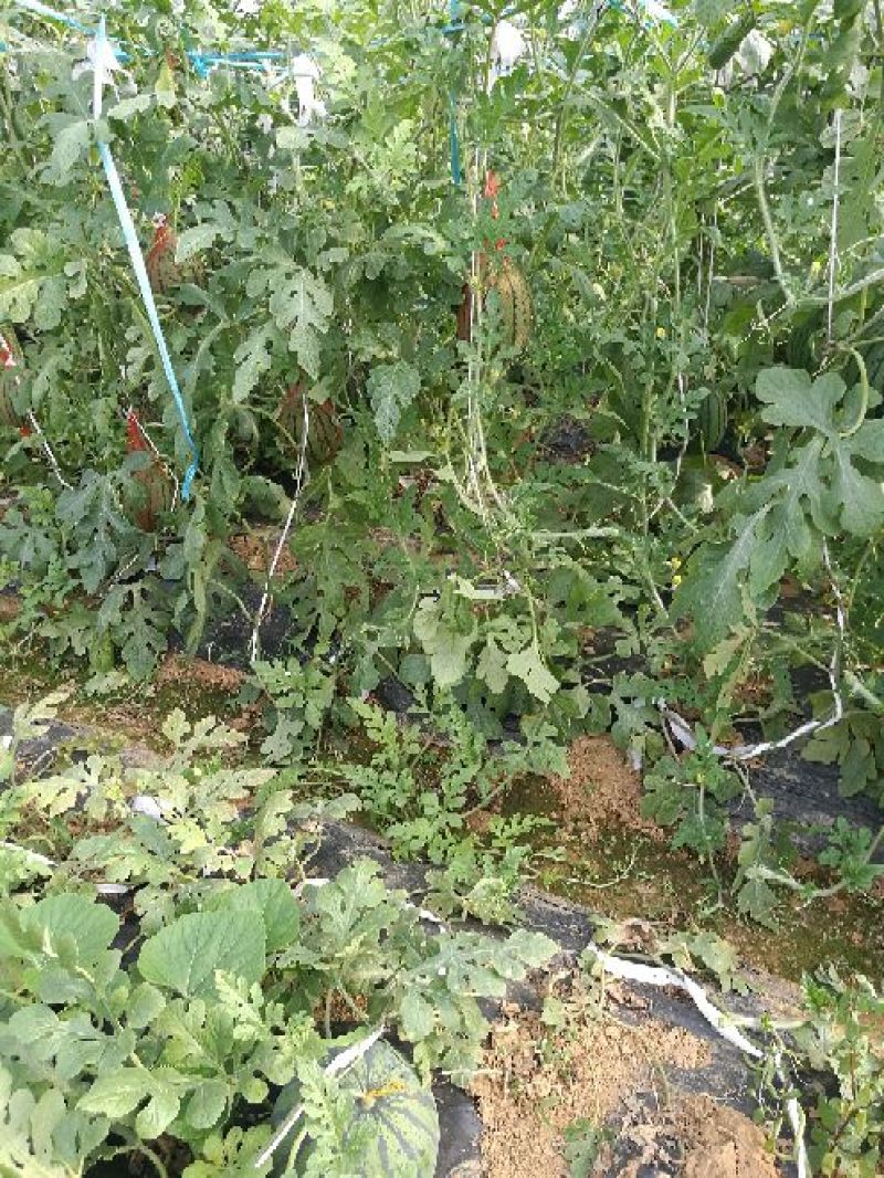 花麒麟西瓜8斤打底9成熟1茬