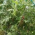 花麒麟西瓜8斤打底9成熟1茬