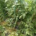 花麒麟西瓜8斤打底9成熟1茬