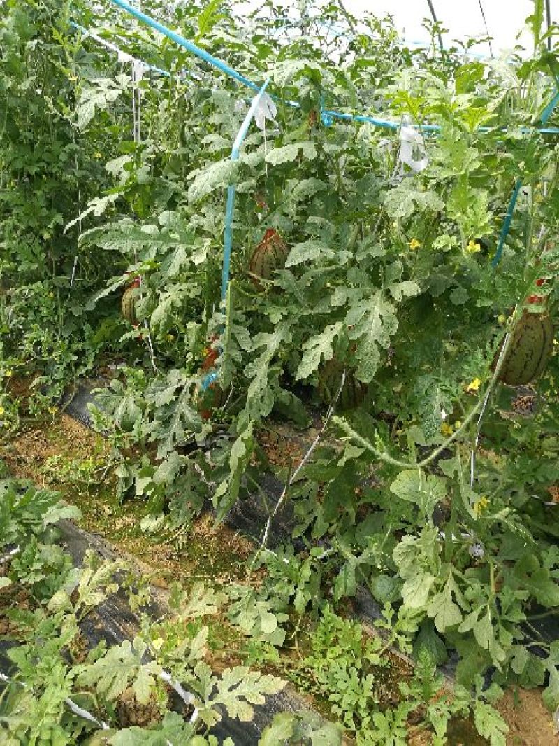 花麒麟西瓜8斤打底9成熟1茬