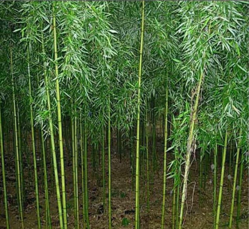 竹子