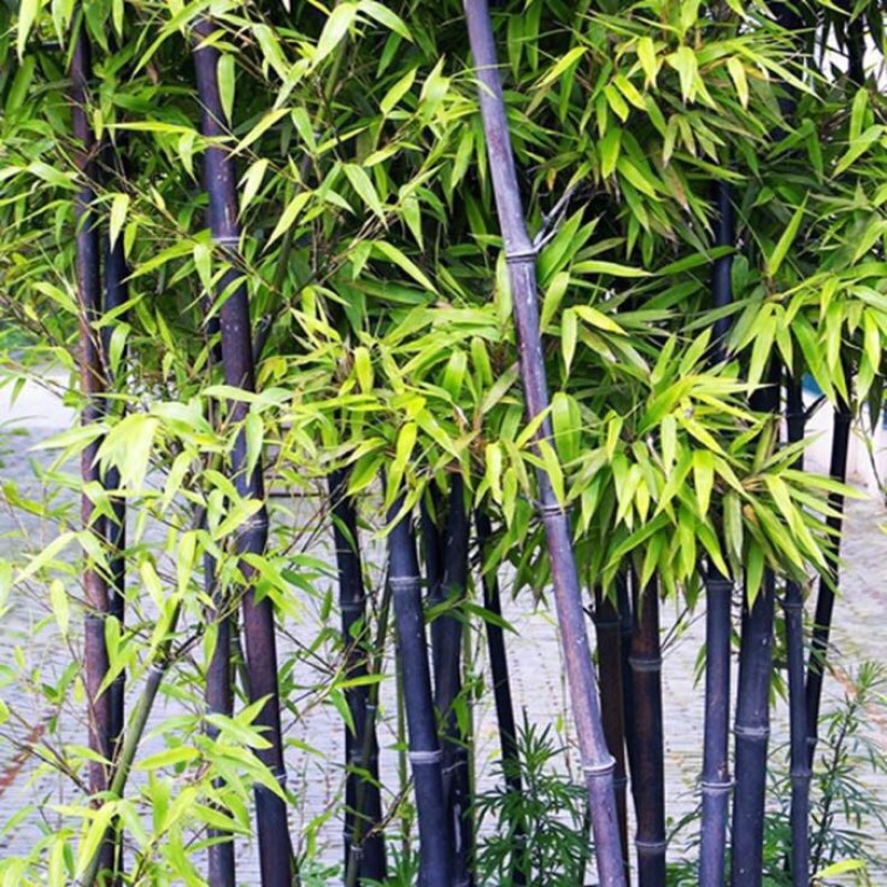 竹子